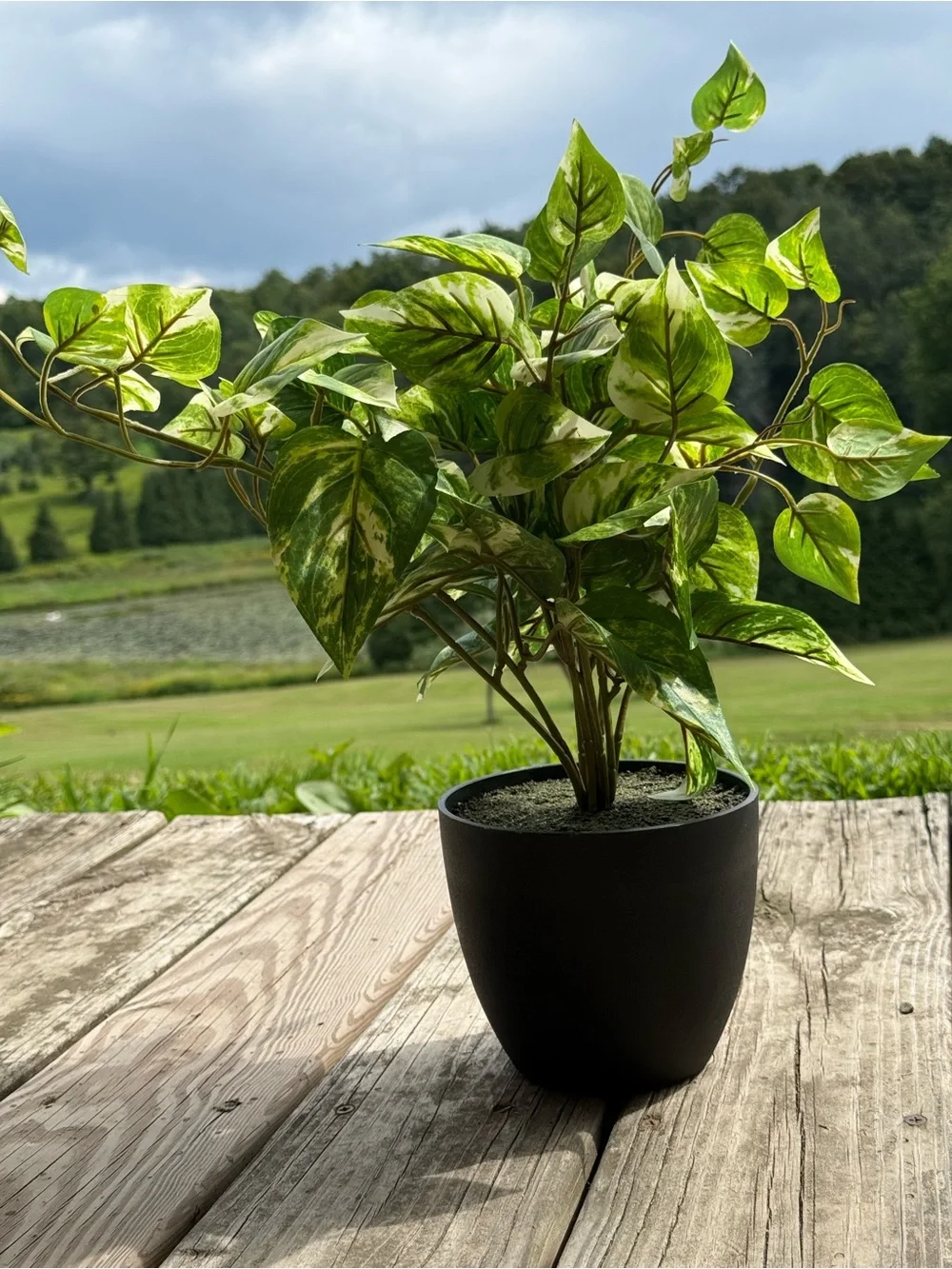 Artificial Pothos Plant in Black Pot